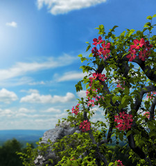 Ivy Flowers Ruins on a Hill © ratpack223