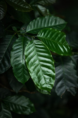 coffee green leaves, plant 