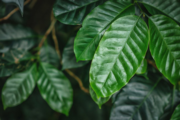 coffee green leaves, plant 