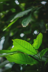 Fototapeta na wymiar coffee green leaves, plant 