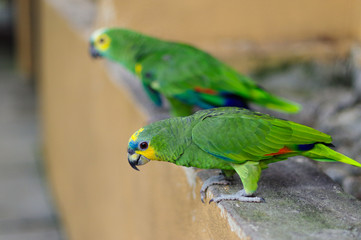 two Eclectus green Parrot standing on the stone railing