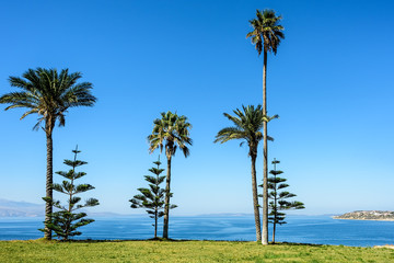 Fototapeta na wymiar Palm trees under clear blue skies on a field covered with green