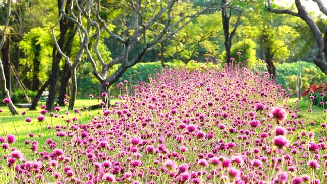 4K Beautiful colorful pink globe amaranth soft light nature park outdoor summer background	