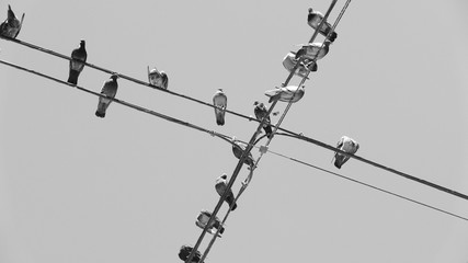 Birds in the cables