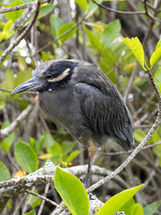 Yellow-crowned night heron, Nyctanassa violacea, Santa Cruz, Galapagos Islands, Ecuador