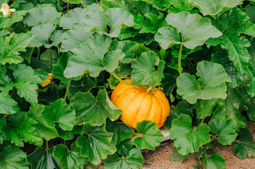 Orange fresh pumpkin in garden - obrazy, fototapety, plakaty