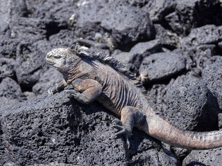 Portrait of the bizarre Marine Iguana, Amblyrhynchus cristatus hassi, Santa Cruz, Galapagos, Ecuador