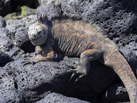 Marine Iguana, Amblyrhynchus cristatus hassi, is on the island of Santa Cruz, very abundant, Galapagos, Ecuador