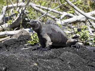 Portrait of the bizarre Marine Iguana, Amblyrhynchus cristatus hassi, Santa Cruz, Galapagos, Ecuador