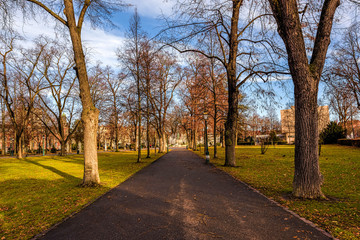 Trees alongside a road in a city park under blue skies with fluf