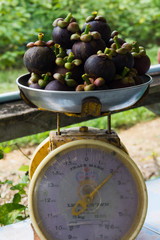 Mangosteen on the scales