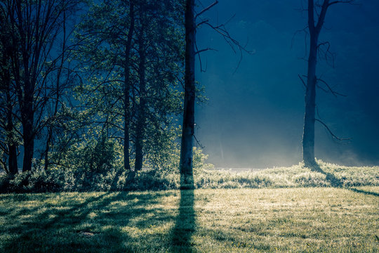 Grass field and trees in moolight, misty nature background concept, shadows, cold tones, lots of copy space
