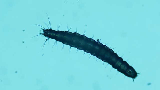 Moving flea larvae magnified in microscope.