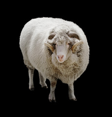 White fluffy ram with swirled horns isolated on black background