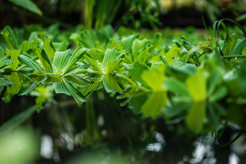 aquatic plant on water, botanical garden 