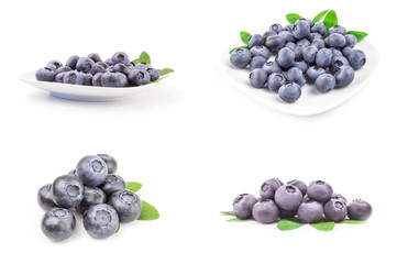 Collection of greatbilberry on a isolated white background
