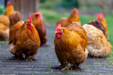 a german cock portrait on green background