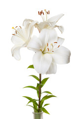 Fototapeta na wymiar A bouquet of light lilies isolated on white background.