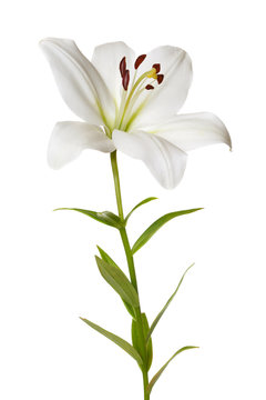 Fototapeta Flower light lily isolated on white background.