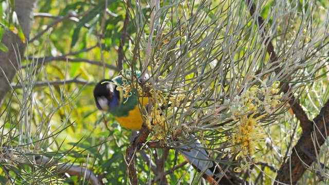 close up of a port lincoln parrot feeding in a grevillea tree