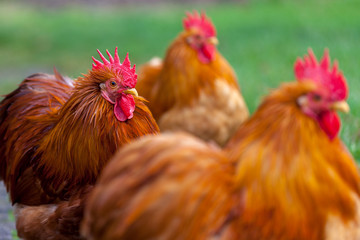 a german cock portrait on green background