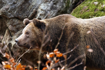 The brown bear (Ursus arctos) portrait