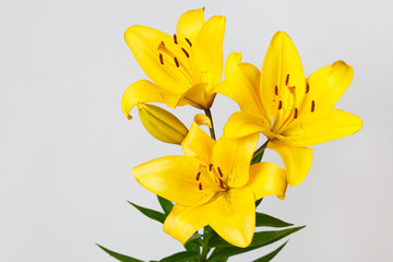 Fototapeta na wymiar A bouquet of yellow lilies isolated on a gray background.