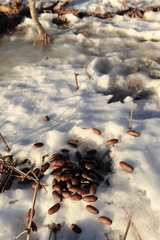 Fototapeta premium Reindeer feces on snowy ground-south coast Hinnoya-island. Lofoten-Norland fylke-Norway. 0006