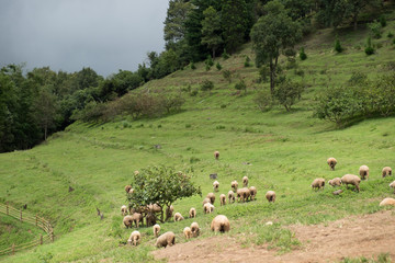 Fototapeta na wymiar Sheep eating grass on the mountain. Doi Inthanon National park, Chiangmai, Thailand.