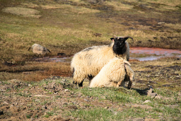 Islands Schoenheiten der Landschaft Natur, Umwelt, Tiere