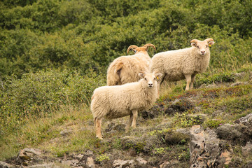 Islands Schoenheiten der Landschaft Natur, Umwelt, Tiere