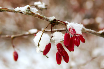 berries of barberry, covered with snow