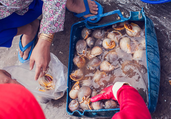 snail  shell with shellfish at seafood market.