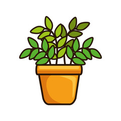 house plant in pot