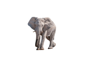 African elephant, isolated on white