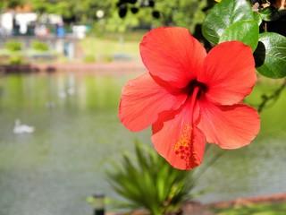 Hibiskus Blume auf Madeira © Heike