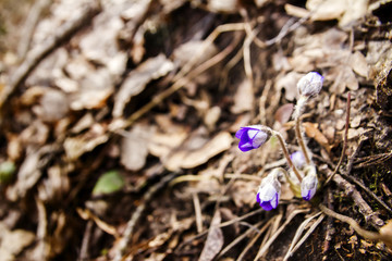 First fresh blue violet in the forest