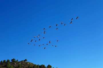 Flamingos im flug
