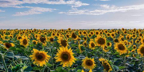 Obraz premium Beautiful sunflowers in the field natural background, Sunflower blooming.