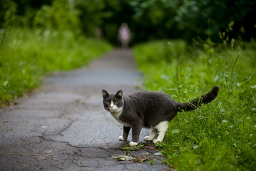 Cat wandering and crossing sidewalk.