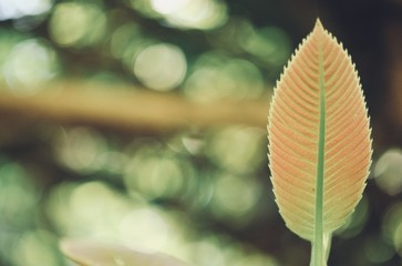 leaves in the tropical forest,Texture of green leaves, leaf in Forest. Garden and Green wall. Green abstract background.