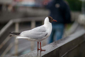 Seagull in town