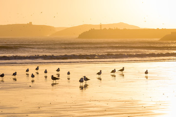 Seagull with sunset in the background in the beach at Essaouira, Morocco.