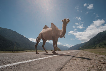 Fluffy camel against the background of the Caucasian high mountains.