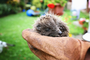 Baby hedgehog found in the garden, holded by hands in gloves © marbenzu