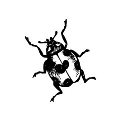 Coccinellidae Icon
