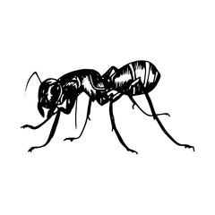 Ant Icon