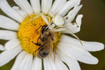 Veränderliche Krabbenspinne (Misumena vatia) auf Margeriten-Blüte hat Westliche Honigbiene (Apis...