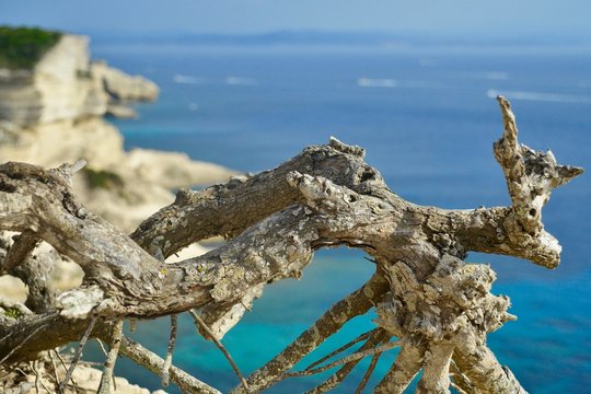 Wurzelstock an der Küste von Bonifacio