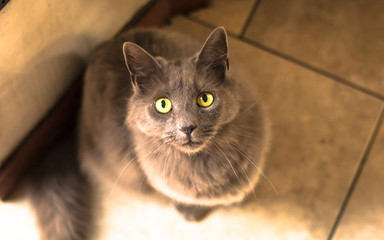 cat looking